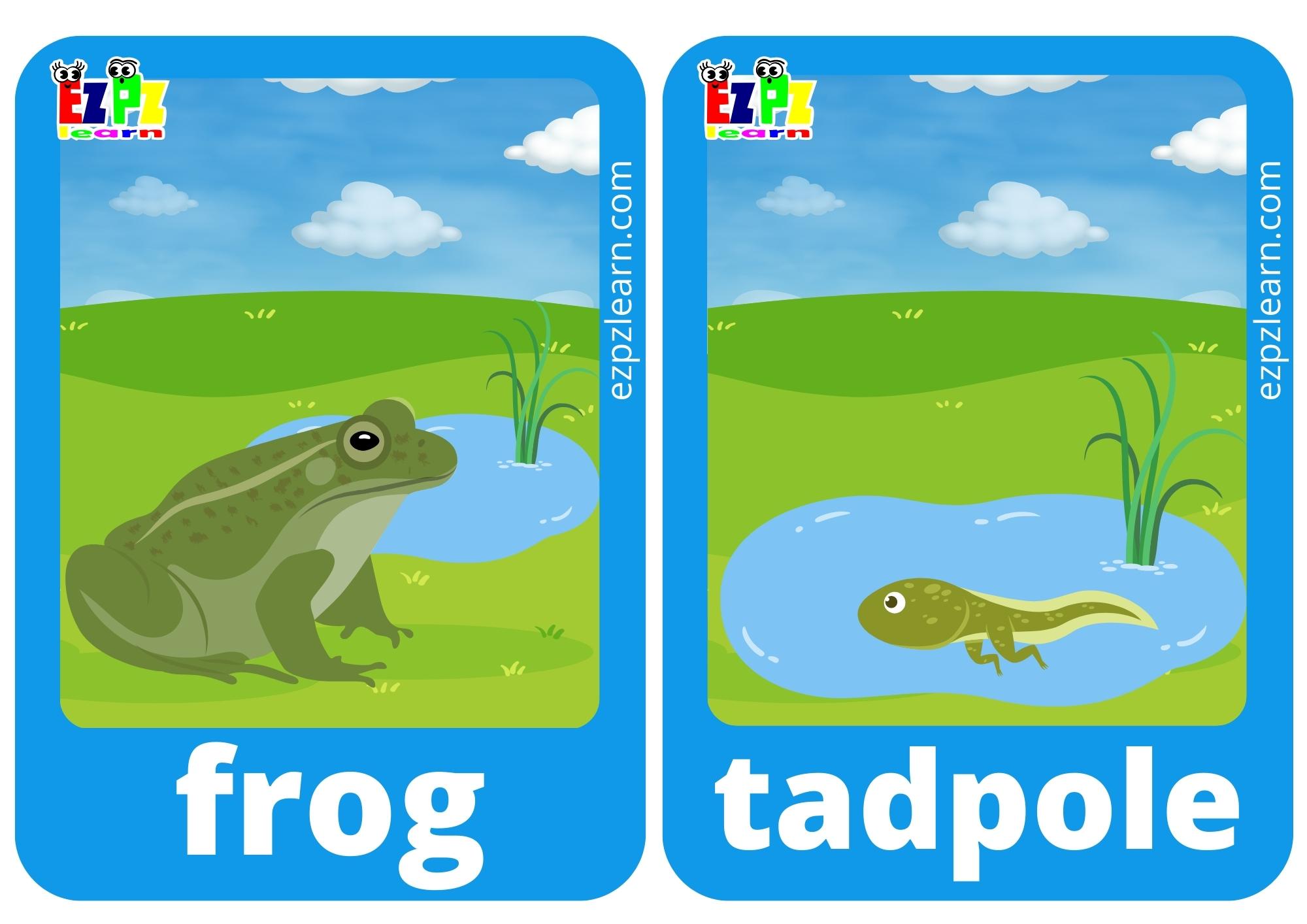 frog and tadpole